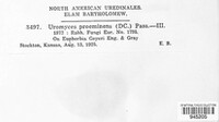 Uromyces proëminens image